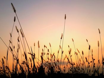 Close-up of wheat field against sky at sunset