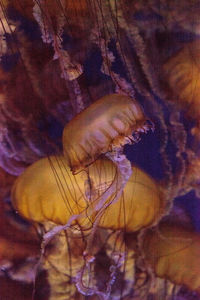 Close-up of jellyfishes swimming in aquarium