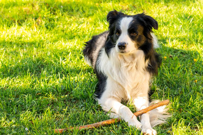 Close-up of dog on grassy field