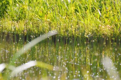 Plant growing in water