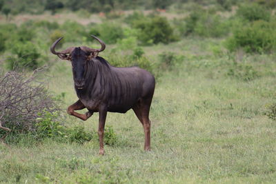 Wildebeest standing on field
