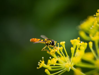 Close-up of insect on yellow flower