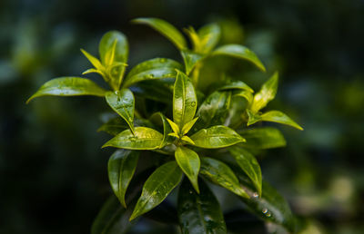 Close-up of fresh green leaves