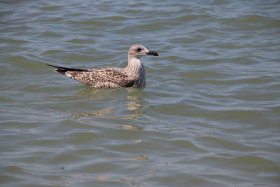 Duck swimming in lake