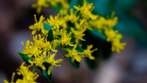 Close-up of yellow flowering plant
