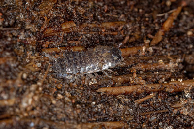 Macro shot of insect on land