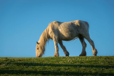 White mare at sunset