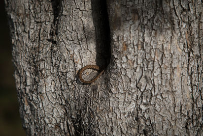 Cropped tail of lizard on tree