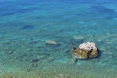 High angle view of turtle in sea