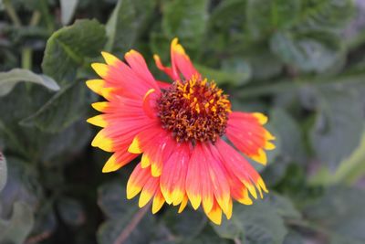 Close-up of orange flower