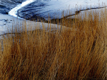 High angle view of reed grass at beach