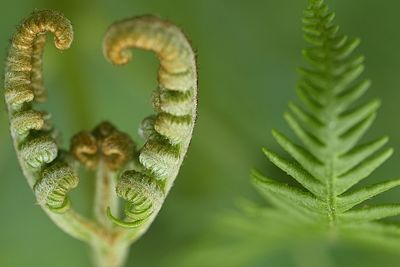 Close-up of fern leaves