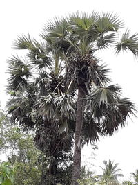 Low angle view of coconut palm tree against clear sky