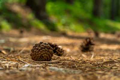 Close-up of pine cone on field