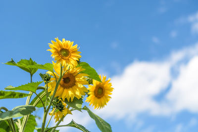 Low angle view of sunflower against sky