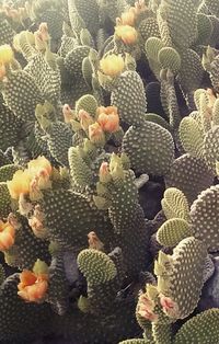 Close-up of flowers