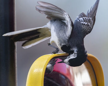 Close-up of a bird flying