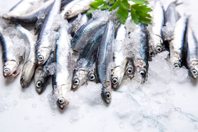 High angle view of fish for sale in market