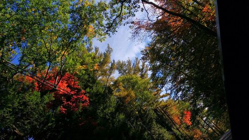 Low angle view of trees against sky