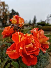 Close-up of orange insect on red flowering plant