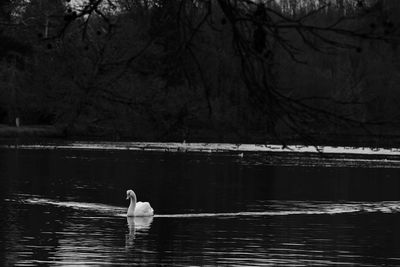 Swan swimming in lake