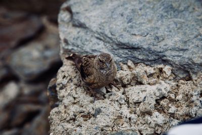 Close-up of lizard on rock