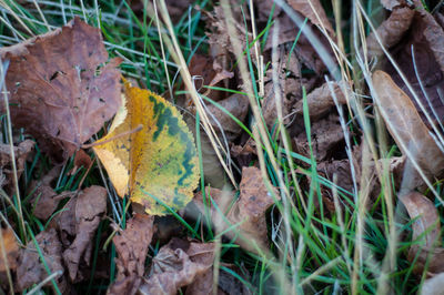 High angle view of dry leaves on field
