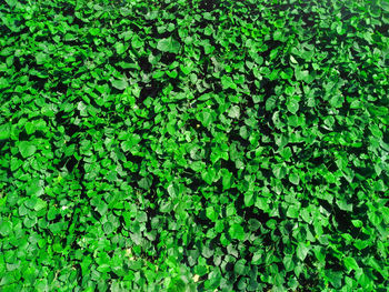 Full frame shot of ivy growing on plant