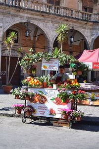 Potted plants at market stall in city