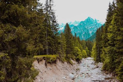 Road amidst trees in forest against sky