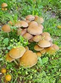 Close-up of mushrooms