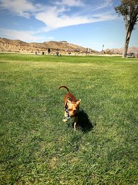 Dog on field against sky