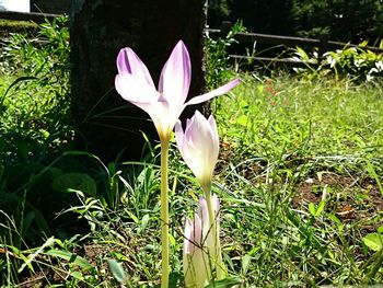 Close-up of purple crocus blooming on field