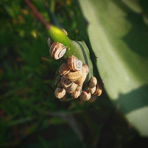 Close-up of insect on plant