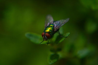 Close-up of insect on leaf