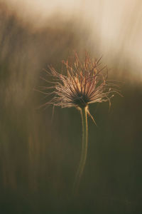 Close-up of wilted plant on field