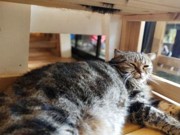 Close-up of a cat lying on table at home