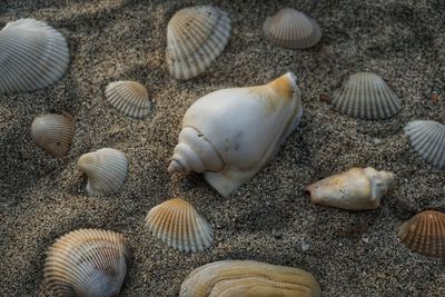 A collection of marine animals.