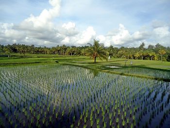 Scenic view of agricultural field against sky