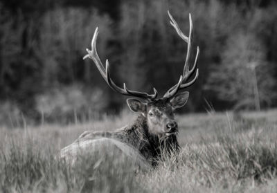 Black and white photograph of a buck elk laying in the grass