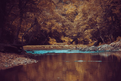 Scenic view of lake in forest