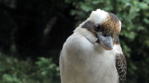 Close-up portrait of a bird