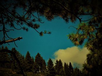 Low angle view of trees against blue sky