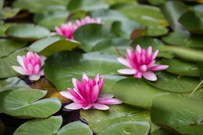 Close-up of pink lotus water lily in pond