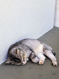 Cat sleeping on wall