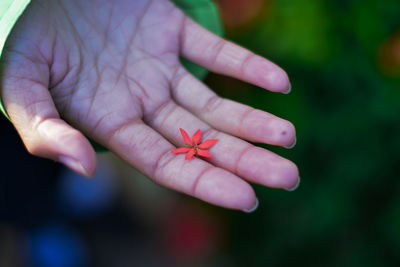 Close-up of hand holding red leaf