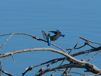 Low angle view of bird perching on branch against blue sky