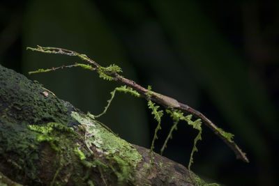 Stick insect with camouflage on tree trunk