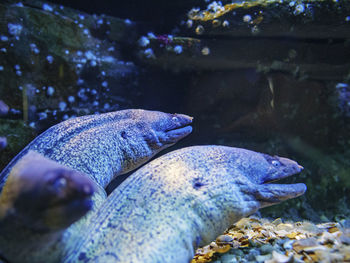 Close-up of fish swimming in aquarium