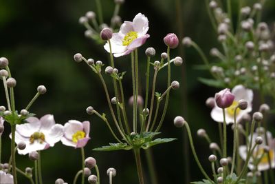 Close-up of pink flowering plants